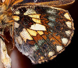 Brunlig Perlemorsommerfugl, Clossiana selene fra Polen 2007, fotograferet p Zoologisk museum 2007. Jeg har mistet data fra coll./leg.