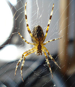 Korsedderkop, (Araneus diadematus). Christiania. 28 august 2007. Fotograf: Ishaq Ahmad Eilersen Khan