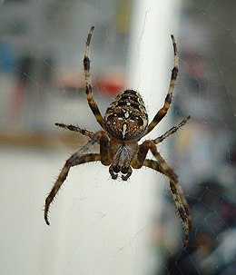 Korsedderkop, (Araneus diadematus). Christiania. 28 august 2007. Fotograf: Ishaq Ahmad Eilersen Khan