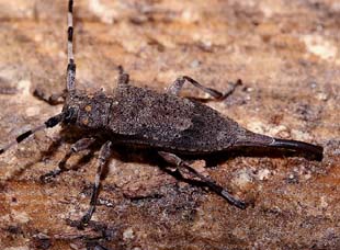 Tmmermand, Acanthocinus aedilis. Asserbo Plantage. Nordsjlland. d. 31 marts 2007. Fotograf: Lars Andersen