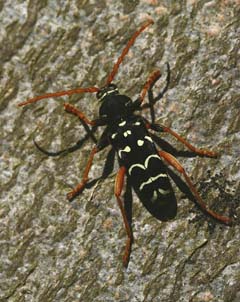 Stor Hvepsebuk, Plagionotus arcuatus. Vemmetofte Vesterskov, Sydsjlland. d. 5 Maj 2007. Fotograf: Lars Andersen