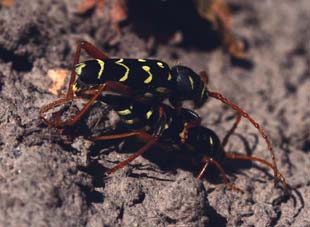 Stor Hvepsebuk, Plagionotus arcuatus. Vemmetofte Vesterskov, Sydsjlland. d. 5 Maj 2007. Fotograf: Lars Andersen