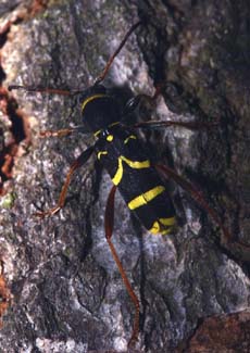 Lille Hvepsebuk, Clytus arietis. Resle Skov, Falster. d. 20 Maj 2007. Fotograf: Lars Andersen