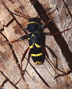 Lille Hvepsebuk, Clytus arietis. Resle Skov, Falster. d. 20 Maj 2007. Fotograf: Lars Andersen