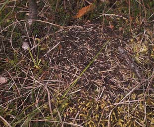 Formica uralensis, slægtning til Mosemyre, Formica transcaucasica. Uralmyre findes indtil videre kun i Bøllemosen. Bøllemosen d. 5 juni 2007. Fotograf: Lars Andersen
