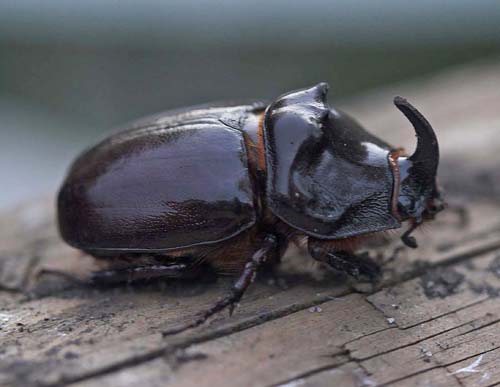 Nsehornsbille, Oryctes nasicornis. Skodsborg, Nordsjlland d. 10 juni 2007. Fotograf; Lars Andersen