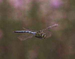 Kejserguldsmed, Anax imperator, er en af de strste europiske guldsmede. Holtug Kalkgrav, Stevns. d. 11 august 2007. Fotograf: Lars Andersen 