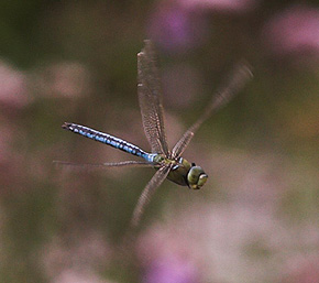 Kejserguldsmed, Anax imperator, er en af de største europæiske guldsmede. Holtug Kalkgrav, Stevns. d. 11 august 2007. Fotograf: Lars Andersen