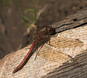 Blodrød Hedelibel, Sympetrum sanguineum. Pinseskoven, Vestamager d. 6 oktober 2007. Fotograf: Sif Larsen