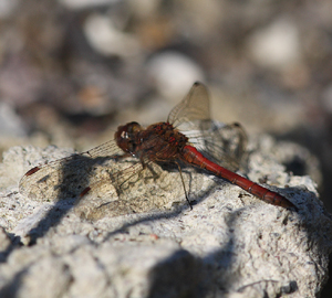 Blodrød Hedelibel, Sympetrum sanguineum. Pinseskoven, Vestamager d. 6 oktober 2007. Fotograf: Lars Andersen