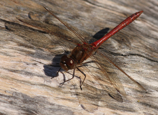 Blodrød Hedelibel, Sympetrum sanguineum. Pinseskoven, Vestamager d. 6 oktober 2007. Fotograf: Lars Andersen