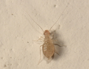 Boglus, Trogium pulsatorium. Sundby, Vestamager d. 2 December 2007. Fotograf: Lars Andersen