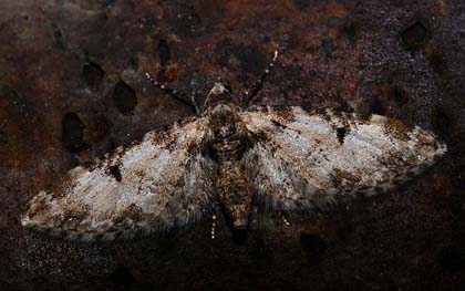 Eupithecia irriguata (Hubner, 1813) Kongelunden, Amager. d. 24 April 2007. Fotograf: Lars Andersen