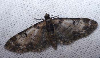 Eupithecia irriguata (Hubner, 1813) Kongelunden, Amager. d. 24 April 2007. Fotograf: Lars Andersen