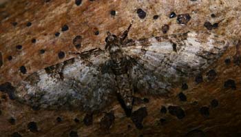 Eupithecia irriguata (Hubner, 1813) Kongelunden, Amager. d. 24 April 2007. Fotograf: Lars Andersen