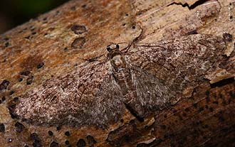 Eupithecia abbreviata (Stephens, 1831) Kongelunden, Amager. d. 24 April 2007. Fotograf: Lars Andersen