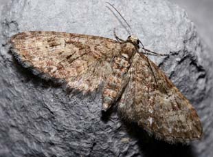 Eupithecia abbreviata (Stephens, 1831) Kongelunden, Amager. d. 24 April 2007. Fotograf: Lars Andersen