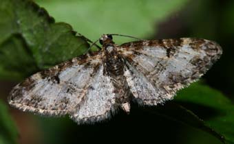 Eupithecia irriguata (Hubner, 1813) Kongelunden, Amager. d. 24 April 2007. Fotograf: Lars Andersen