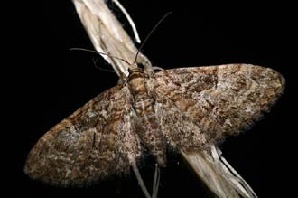 Eupithecia abbreviata (Stephens, 1831) Kongelunden, Amager. d. 24 April 2007. Fotograf: Lars Andersen