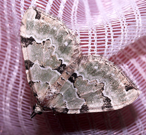 Grøn bladmåler, Colostygia pectinataria. Ulvshale 18 august 2007. Fotograf: Lars Andersen
