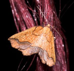 Epione repandaria. Ulvshale 18 august 2007. Fotograf: Lars Andersen