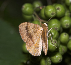 Okkergul Bladmåler, Camptogramma bilineata. Ulvshale 18 august 2007. Fotograf: Lars Andersen