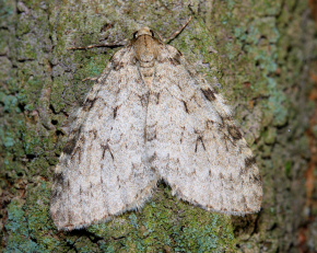 Oktobermler, Epirrita christyi. Jgersborg Hegn, Nordsjlland 28 Oktober 2007. Fotograf: Lars Andersen