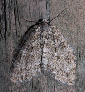 Oktobermåler, Epirrita christyi. Jægersborg Hegn, Nordsjælland 28 Oktober 2007. Fotograf: Lars Andersen