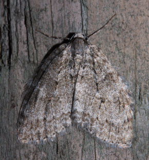 Oktobermler, Epirrita christyi. Jgersborg Hegn, Nordsjlland 28 Oktober 2007. Fotograf: Lars Andersen