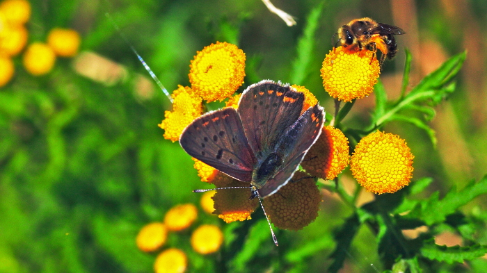 Sort Ildfugl, Lycaena tityrus. han. Bt Plantage. Falster d. 6 august 2007. Fotograf: Lars Andersen 