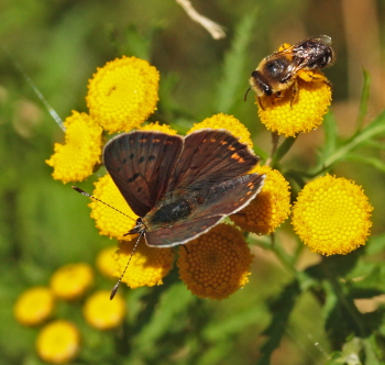 Sort Ildfugl, Lycaena tityrus. han. Bt Plantage. Falster d. 6 august 2007. Fotograf: Lars Andersen 