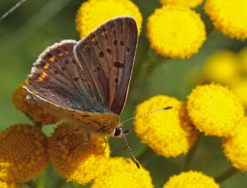 Sort Ildfugl, Lycaena tityrus. han. Bøtø Plantage. Falster d. 6 august 2007. Fotograf: Lars Andersen