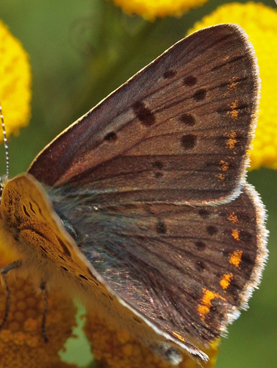 Sort Ildfugl, Lycaena tityrus. han. Bt Plantage. Falster d. 6 august 2007. Fotograf: Lars Andersen 