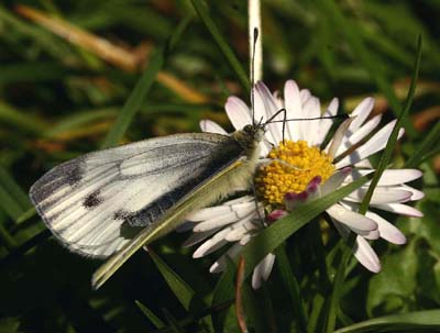 Grønåret Kålsommerfugl, Artogeia napi hun på Bellis. H/F Prøvestenens Kolonihaveforening, Amager. d. 7/4 2007. Fotograf: Lars Andersen
