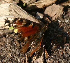 Dagpfugleje, Inachis io. Hamborgskov, Lolland. d. 20 Maj 2007. Fotograf: Lars Andersen