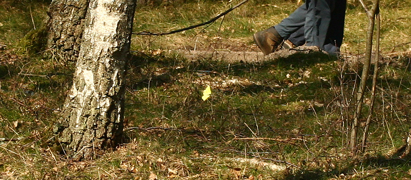 Citronsommerfugl, Gonepteryx rhamni. Asserbo Plantage. Nordsjælland. d. 14 April 2007. Fotograf: Lars Andersen