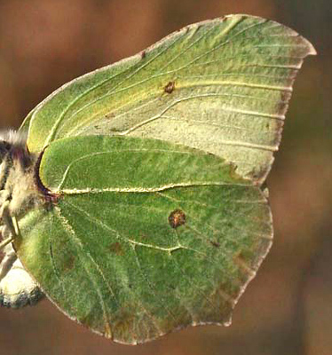 Citronsommerfugl, Gonepteryx rhamni. Asserbo Plantage. Nordsjælland. d. 14 April 2007. Fotograf: Lars Andersen