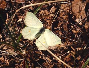 Citronsommerfugl, Gonepteryx rhamni. Asserbo Plantage. Nordsjælland. d. 14 April 2007. Fotograf: Lars Andersen