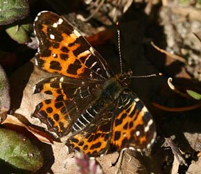 Nældesommerfugl, Araschina levana. Lellinge Frihed, d. 29 April 2007. Fotograf Lars Andersen