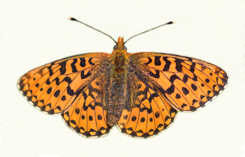 Rødlig perlemorsommerfugl, Boloria euphrosyne. Storskov, lolland d. 19 maj 2007. Fotograf: Jan Fischer Rasmussen
