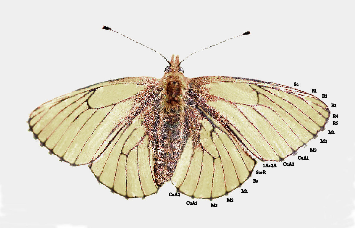 Rødlig perlemorsommerfugl, Boloria euphrosyne. Storskov, lolland d. 19 maj 2007. Fotograf: Jan Fischer Rasmussen