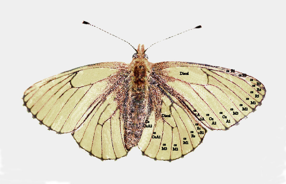 Rødlig perlemorsommerfugl, Boloria euphrosyne. Storskov, lolland d. 19 maj 2007. Fotograf: Jan Fischer Rasmussen