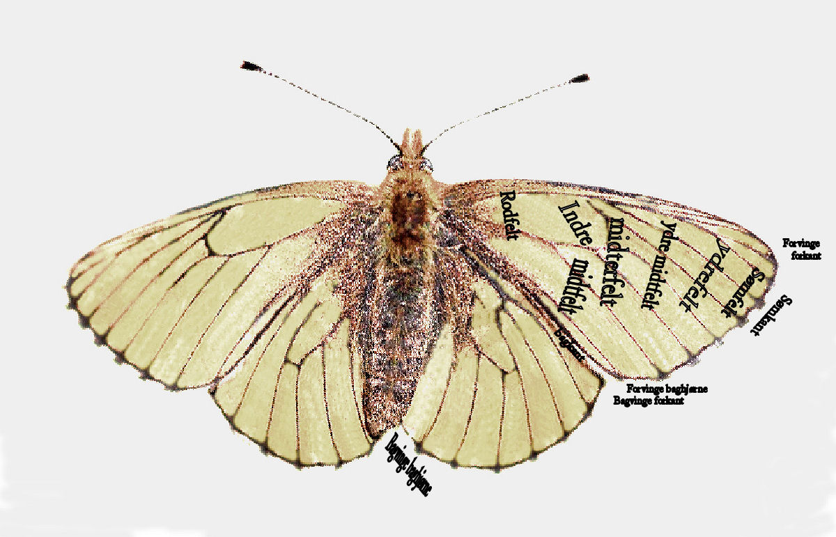 Rødlig perlemorsommerfugl, Boloria euphrosyne. Storskov, lolland d. 19 maj 2007. Fotograf: Jan Fischer Rasmussen