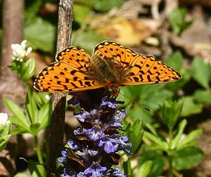 Rdlig Perlemorsommerfugl, Clossiana euphrosyne. Krageskov, Sjlland. d. 29 April 2007. Fotograf: Lars Andersen