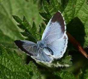 Skovblfugl, Celastrina argiolus hun. Krageskoven, Kge. d. 29 april 2007. Fotograf: Lars Andersen