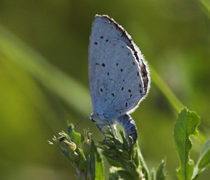 Skovblfugl, Celastrina argiolus lgger g p Lucerne. Skamlebk Radiostation, Veddinge bakker. d. 25 juli 2007. Fotograf: Lars Andersen