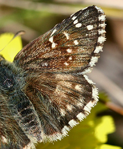 Fransk Bredpande, Pyrgus armoricanus. Røsnæs, Vestsjælland. d. 4 Maj 2007. Fotograf: Lars Andersen