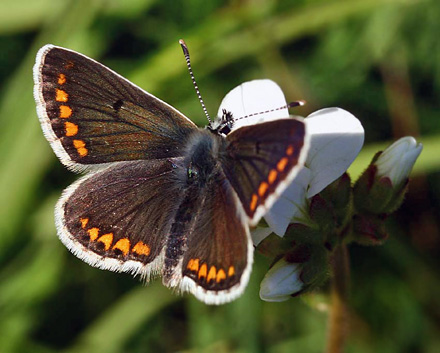 Rdplettet blfugl, Aricia agestis. Rsns d. 4 Maj 2007. Fotograf: Lars Andersen