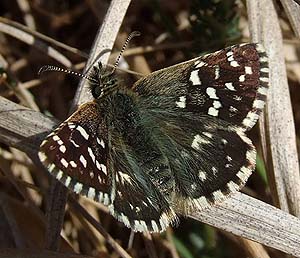 Spttet bredpande, Pyrgus malvae. Melby Overdrev, Nordsjlland. d. 6 Maj 2007. Fotograf: Henrik S. Larsen. P sommerfuglens overside var der en skygge fra et grsstr der er redigeret vk!