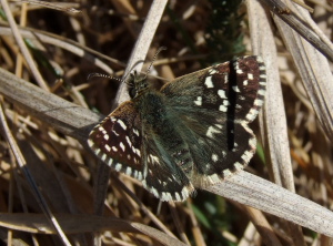 Spttet bredpande, Pyrgus malvae. Melby Overdrev, Nordsjlland. d. 6 Maj 2007. Fotograf: Henrik S. Larsen. P sommerfuglens overside er der en skygge fra et grsstr!